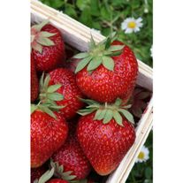 Садовая земляника