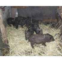 Поросята "Кармал"