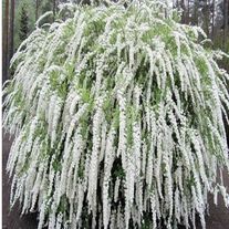 Спирея серая, Грефшейм (2лет)