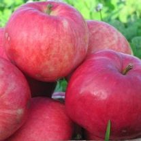 Яблоня, Мантет (ЗКС 2лет) V15л