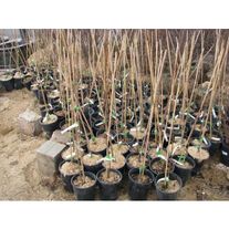 Саженцы вишни