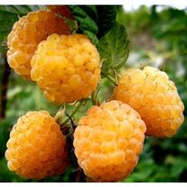 Малина, Беглянка (ЗКС) V 3л