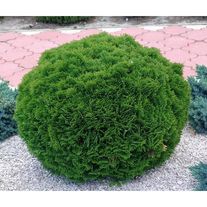 Туя "Западная Даника"