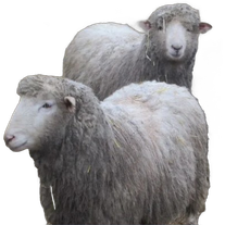 Бараны в живом весе