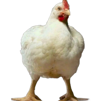 Куры-бройлеры 1-месячные