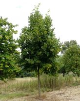 Липа кавказская