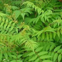 Рябинник рябинолистный, (ЗКС 1лет) V2л