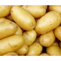 Картофель сорт Королева Анна