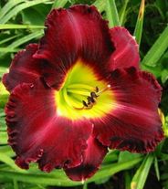 Лилейник гибридный'Ставропольский 1' (селекция бот.сада)