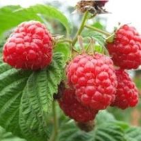 Малина, Вольница (ЗКС) V3л