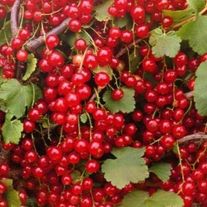 Смородина красная, Натали (ЗКС 1лет) V2,5л