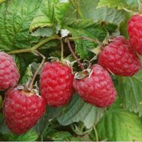 Малина, Скромница (ЗКС) V3л