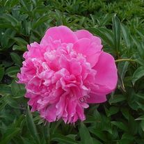 Пион молочноцветковый Barbara С3 (3 литра)