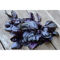 Базилик фиолетовый 1 кг.