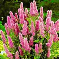 Спирея Билларда, Триумфанс (3лет)