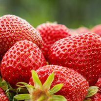 Клубника (земляника садовая)