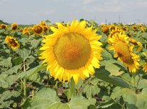 Семена подсолнечника Скормас ЭС