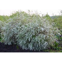 Спирея Грефшейм ОКС 0,8 -1,2 м