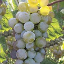 Виноград "Подарок Магарача"