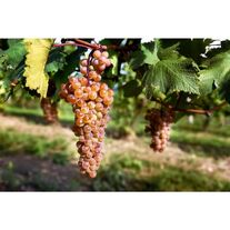 Виноград "Ркацители"