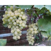 Виноград "Августин"