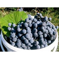 Виноград "Изабелла"