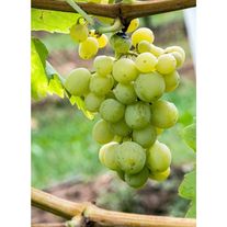 Виноград "Агадаи"