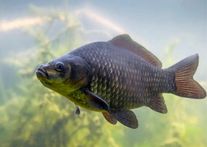 Рыба (Карась)