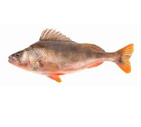 Рыба (Окунь)