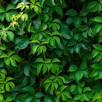 Виноград девичий