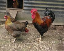 Инкубационное яйцо "Вельзумер"