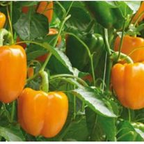 Перец "Манго"