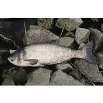 Толстолобик