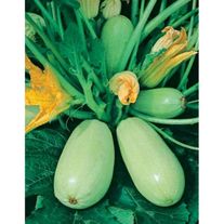 Семена Кабачок Ролик