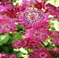 Астранция Большая Claret С3 (3 литра)