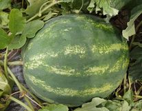 Семена арбуза "Колоссео" F1, упаковка - 250 шт