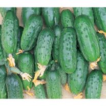 Огурец, сорт "Карапуз"