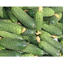 Огурец сорт "Луховицкий"