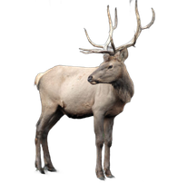 Марал Алтае-саянской породы