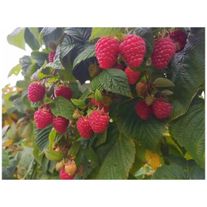 Малина Вайлоет