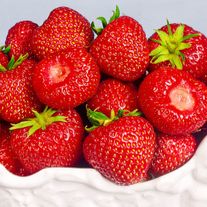 Саженцы земляники "Зенга Зенгана"