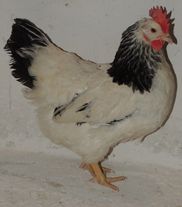 Инкубационное яйцо "Адлерская серебристая"