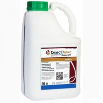 Селест Макс, КС