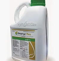 Элатус Риа, КЭ