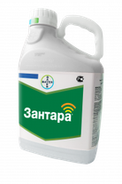 Зантара, КЭ