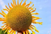 Семена гибридов подсолнечника РЕГАТА