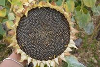 Семена гибридов подсолнечника НОВАМИС