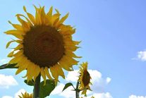 Семена гибридов подсолнечника АРГЕНТИК (Boost&GO)