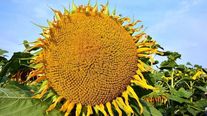 Семена гибридов подсолнечника ЯНИС