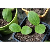 Рассада тыквы